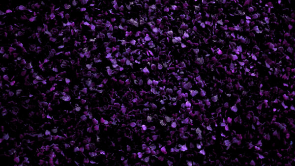 Wallpaper Purple, Flowers