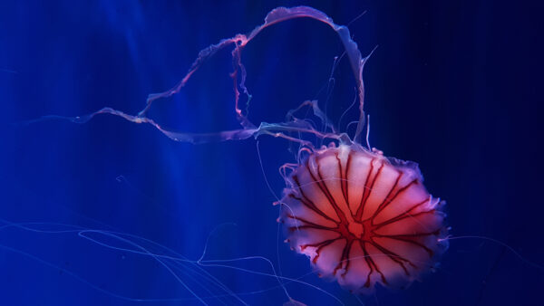 Wallpaper Ocean, Deep, Jellyfish