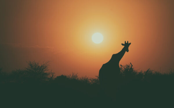 Wallpaper Sunset, Giraffe, Silhouette