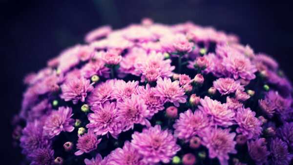 Wallpaper Flowers, Chrysanthemum