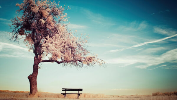 Wallpaper Mobile, Desktop, Winter, Under, Blue, Nature, Sky, Clear, Tree, Bench