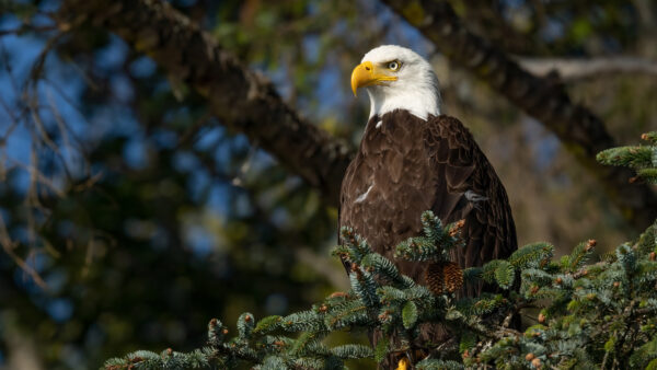 Wallpaper Desktop, Eagle, Phone, Animals, Mobile, Bald, Birds