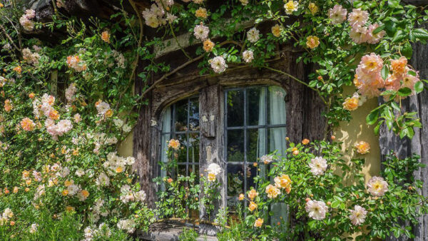 Wallpaper Window, With, Plants, Flowers, Cottagecore, Cottage, Desktop, And