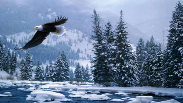 Wallpaper Flying, Desktop, Eagle, Snow, Bald, Birds, Mobile, Covered, Winter, Forest, During