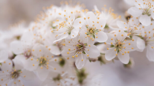 Wallpaper Background, Blossom, Flowers, White, Blur