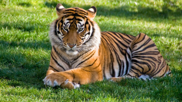 Wallpaper During, Grass, Down, Tiger, Desktop, Daytime, Green, Big, Lying, Animals