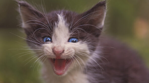 Wallpaper Green, With, Desktop, Eyes, Open, White, Background, Black, Mouth, Kitten, Cat, Blue, Blur