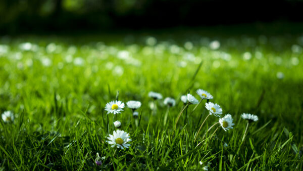Wallpaper Desktop, Green, Plants, Mobile, White, Flowers, With