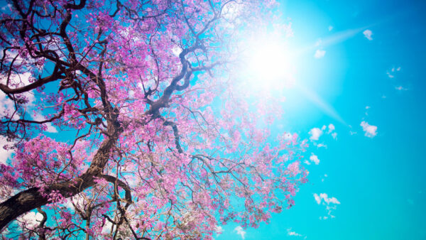 Wallpaper Flowers, With, Tree, Sky, Sun, Pink, Nature, Desktop, And, Blue, Background