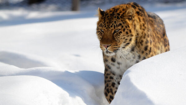 Wallpaper Desktop, Predator, Winter, Leopard, Snow, Big, Wildlife, Cat