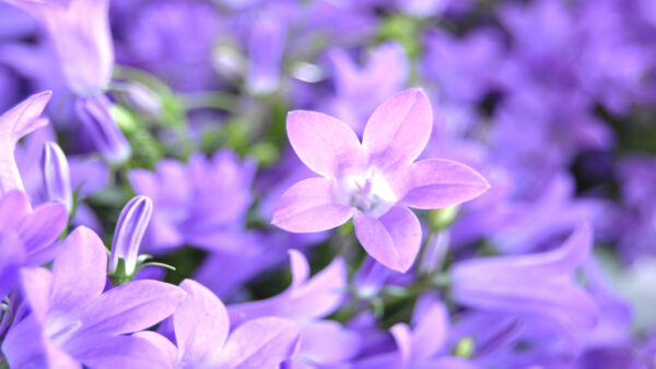 Wallpaper Closeup, Bluebell, Flowers, Mobile, Desktop