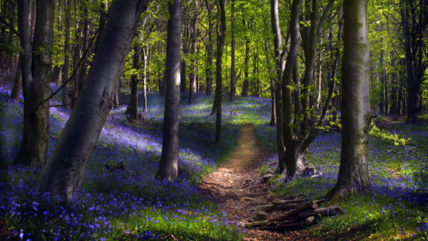 Wallpaper Mobile, Nature, Grass, Between, Covered, And, Land, With, Trees, Purple, Green, Flowers, Path, Desktop