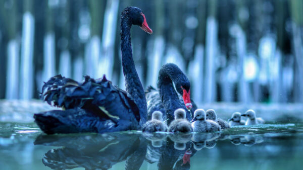 Wallpaper Animals, With, Black, Desktop, Reflection, Swan, Water, Baby