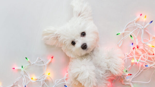 Wallpaper Christmas, Lights, Puppy, Pet, Terrier, Baby, White, Desktop, Nature, With