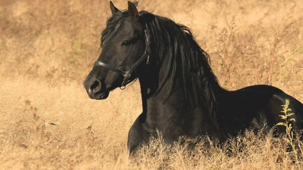 Wallpaper Plants, Brown, Around, Desktop, Dry, Horse, Black