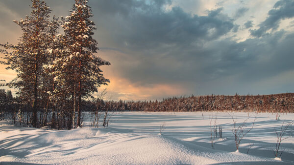Wallpaper Under, Winter, White, Cloudy, Trees, Field, Desktop, Sky, Snow, Covered