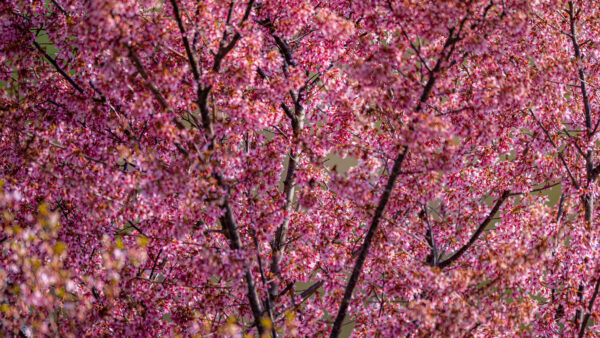 Wallpaper Pink, Flowers, Branches, Desktop, Mobile, Spring