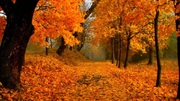 Wallpaper Autumn, Forest, Spring, Trees, Orange, Leafed, Nature