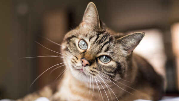 Wallpaper Gray, Eyes, Animals, Black, And, Desktop, With, Brown, Cat