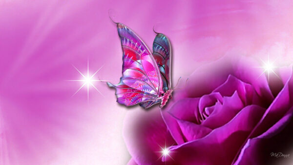 Wallpaper Butterfly, Flower, Rose, Pink