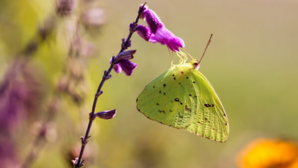 Wallpaper Flower, Butterfly, Light, Blur, Purple, Green, Desktop, Background