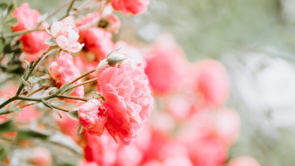 Wallpaper Desktop, Pink, Roses, Bush, Flowers, Buds