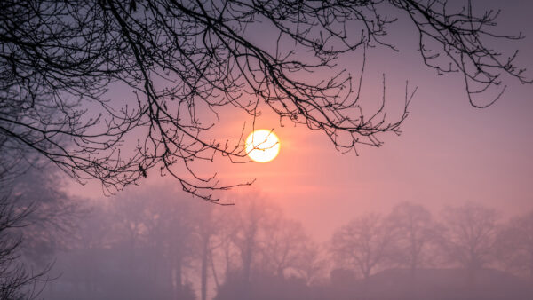 Wallpaper Tree, During, Winter, Sunset, Fog, With, Branch, Desktop