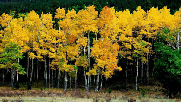 Wallpaper Trees, Yellow, Forest, Background, Autumn, Green, Nature, Leafed