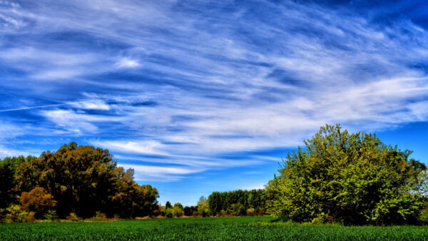 Wallpaper Grass, Nature, Mobile, Blue, Trees, Field, Sky, Green, Desktop, Summer