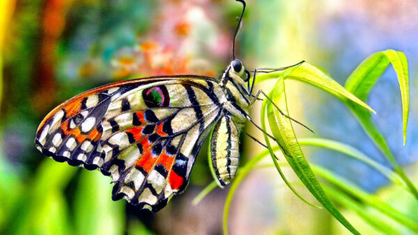 Wallpaper Yellow, Design, Green, Blur, Background, Red, Butterfly, Colorful, Grass, Black