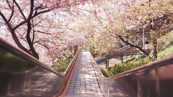 Wallpaper Between, Blossom, Path, Flowers, Sakura, Trees, Pink, Nature, Bridge