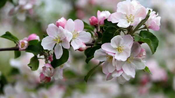 Wallpaper Blossom, Pink, Cherry, Flowers, Sakura, White, Spring, Branches