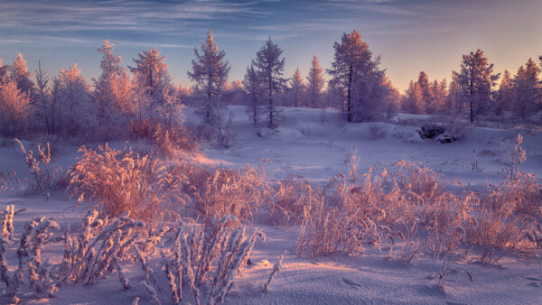 Wallpaper Sky, Covered, Under, Trees, With, Dry, Blue, Winter, Landscape, Snow, Desktop, Cloudy