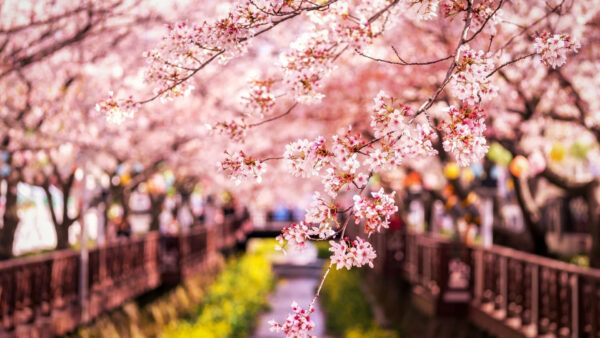 Wallpaper Cherry, Blur, Background, Branches, Spring, Japan, Flowers, Sakura