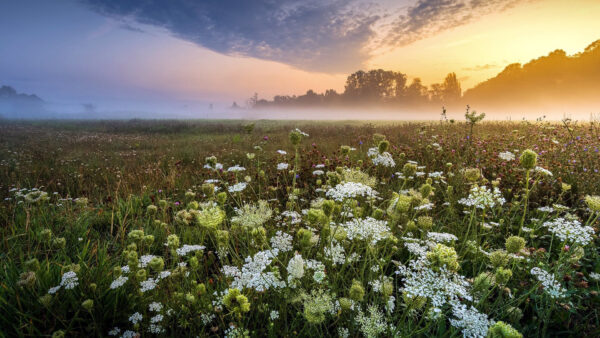 Wallpaper Desktop, Scenery, Beautiful, Spring, Background, View