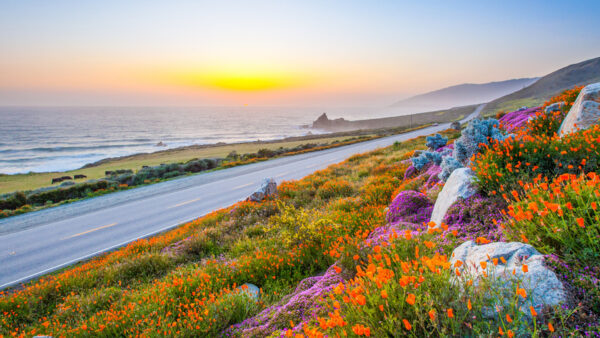 Wallpaper Between, Ocean, Clouds, Purple, Sky, Plants, Flowers, Road, White, Under, And, Yellow, Field, Rocks, Wavy, Green