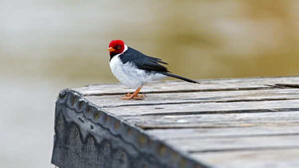 Wallpaper Wood, Background, Blur, Bird, Dock, Red, Standing, Cardinal, Birds, Capped