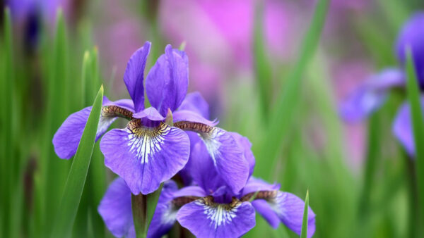 Wallpaper Irises, Petals, Lilac, Flowers, Violet