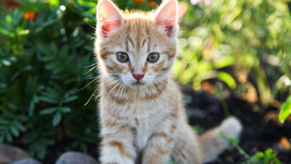 Wallpaper Kitten, Bokeh, Blur, White, Look, Cat, Sitting, Background, With, Stare, Brown, Green