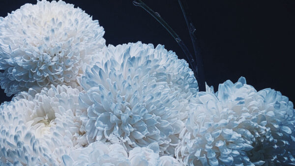 Wallpaper Spring, White, Chrysanthemums, Flowers