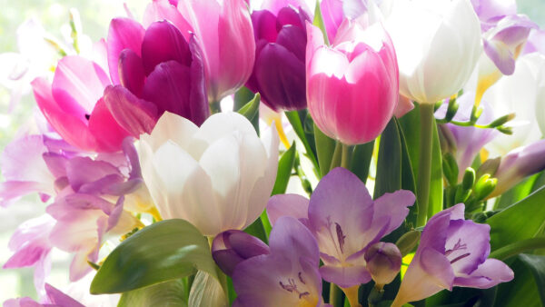 Wallpaper Flowers, Background, Colorful, Leaves, Green, Bouquet, Tulips, Spring