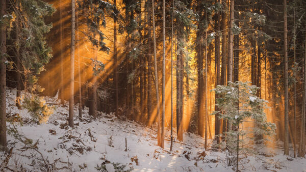 Wallpaper Covered, Nature, With, Snow, Forest, Sunlight