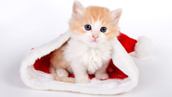 Wallpaper Cap, Eyes, Claus, Santa, Inside, Kitten, Cute, Brown, Blue, White, Background, Cat