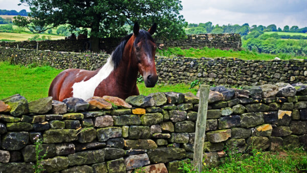 Wallpaper And, Horse, Standing, Near, Desktop, White, Stones, Brown