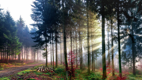 Wallpaper Trees, Green, Red, Sunlight, Nature, Forest, Background, Through, Plants, Leaves