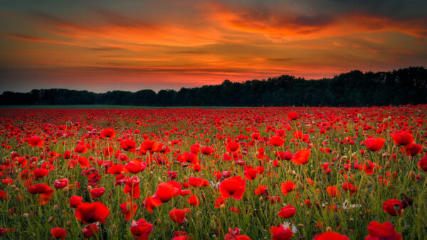 Wallpaper Common, Sunset, Flowers, Poppy, Trees, Nature, Beautiful, During, Red, Green, Field