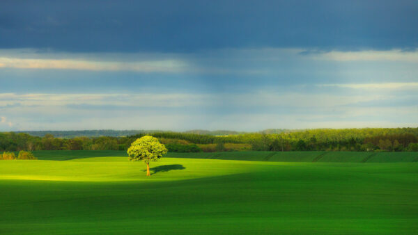 Wallpaper White, Sky, Under, Field, Nature, Beautiful, Grass, Blue, Green, Clouds, Trees