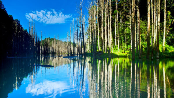 Wallpaper Trees, Nature, Green, Reflection, Forest, Water