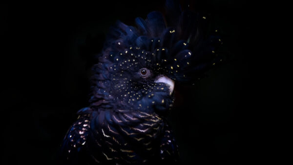 Wallpaper Theme, Background, Parrot, Red-tailed, Cockatoo, Black, Bird, Dark, Feather