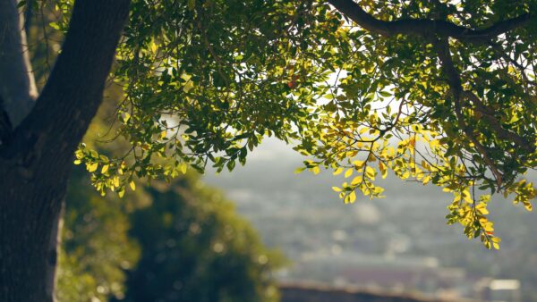 Wallpaper Water, Bushes, Desktop, Tree, Green, Branches, Mobile, Background, Bokeh, Leaves, Blur, Ocean, Nature